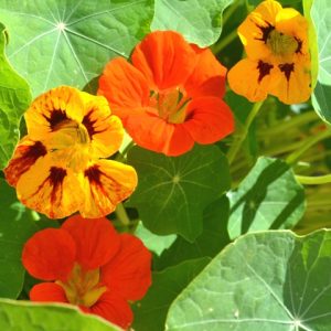 Nasturtium Dwarf Mix