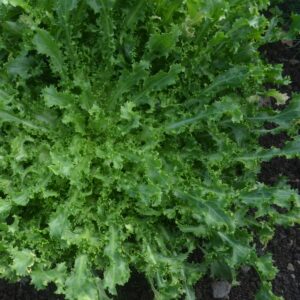 Endive Wallone