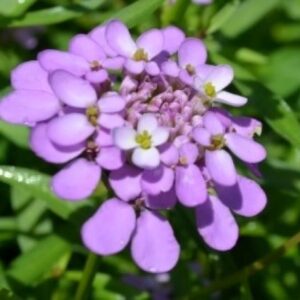 Flower Candytuft
