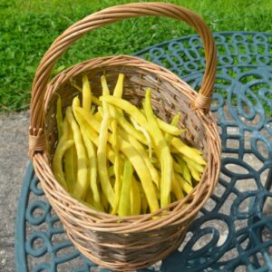 Beans (French Climbing) Neckargold