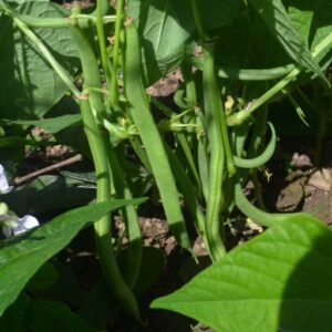 Beans (french Dwarf) Maxi