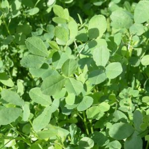Green Manure Red Clover