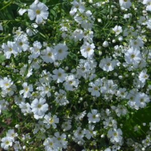 Gypsophila