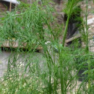 Dill Tetra