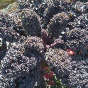 Kale Rote Krauser