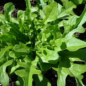 Lettuce Cerbiatta