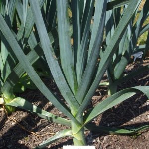 Leek Bandit