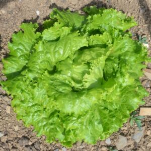 Lettuce Blonde de Paris