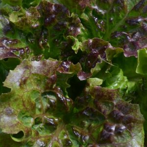 Lettuce Lioba