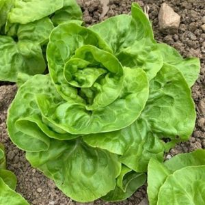 Lettuce May King