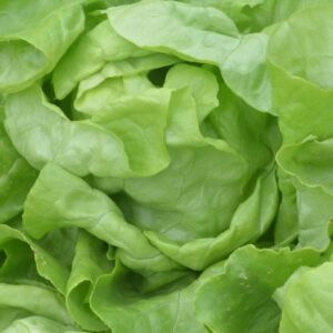 Lettuce Suzan