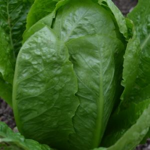 Lettuce Valmaine