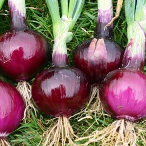 Onion Robelja