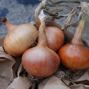 Onion Sturon