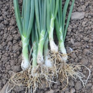 Onion White Lisbon