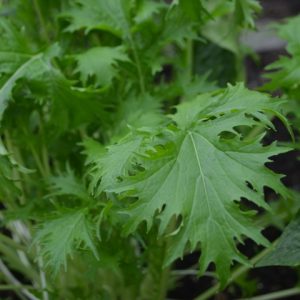 Oriental Mizuna