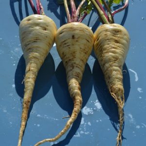 Parsnip Halblange White