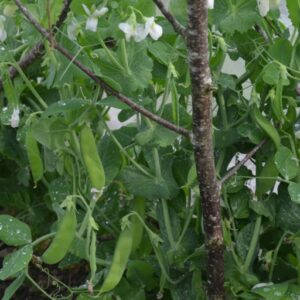 Pea Sugar Dwarf Sweet Green (Mange-tout)
