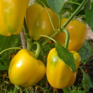 Pepper Fiesta F1