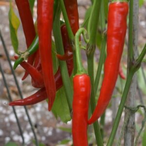 Pepper Ring O Fire