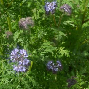 Organic Green Manure Phacelia