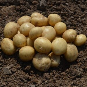 Seed Potato Bambino
