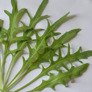 Wild Rocket