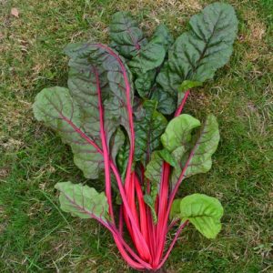 Rhubarb Chard