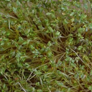 Sprouting Cress