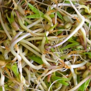 Mung Bean