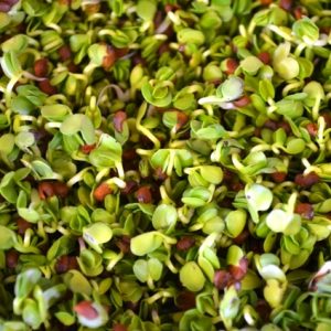 Sprouting Radish