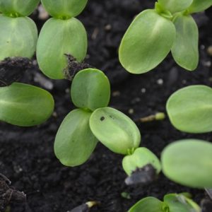 Sprouting Sunflower