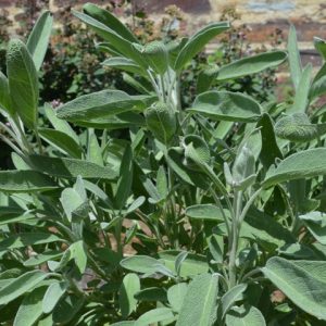 Sage