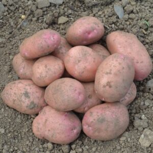 Seed Potato Sarpo Mira