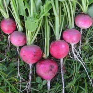 Radish Sparkler 3