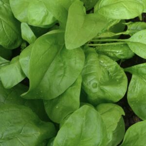 Spinach Early Giant Leaf