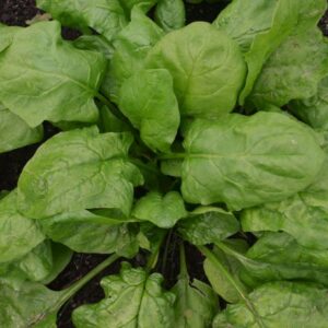Spinach Matador