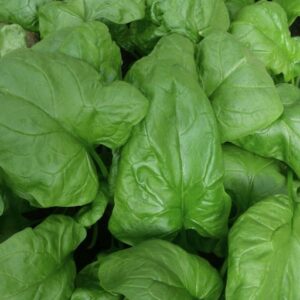 Spinach Renegade