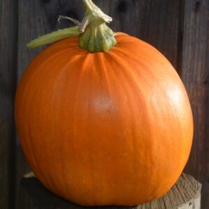Squash Jack O Lantern