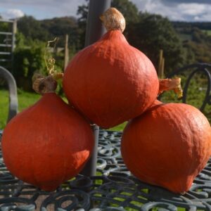 Squash Orange Summer F1