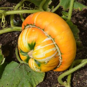 Squash Turks Turban