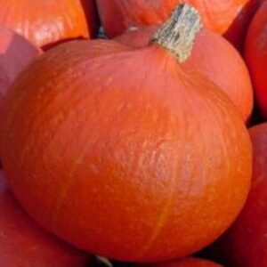 Squash Uchiki Kuri