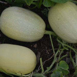 Squash Vegetable Spaghetti