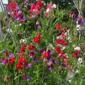 Sweet Pea Mixed Colours