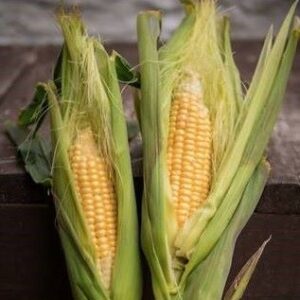 Sweetcorn Golden Bantam