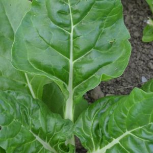 Swiss Chard