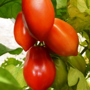 Tomato Roma