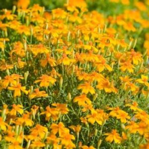 Organic Flower Tagetes, Orange (hha)