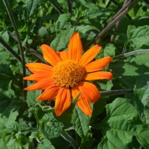 Tithonia