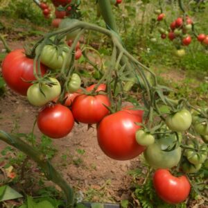 Tomato Berner Rose
